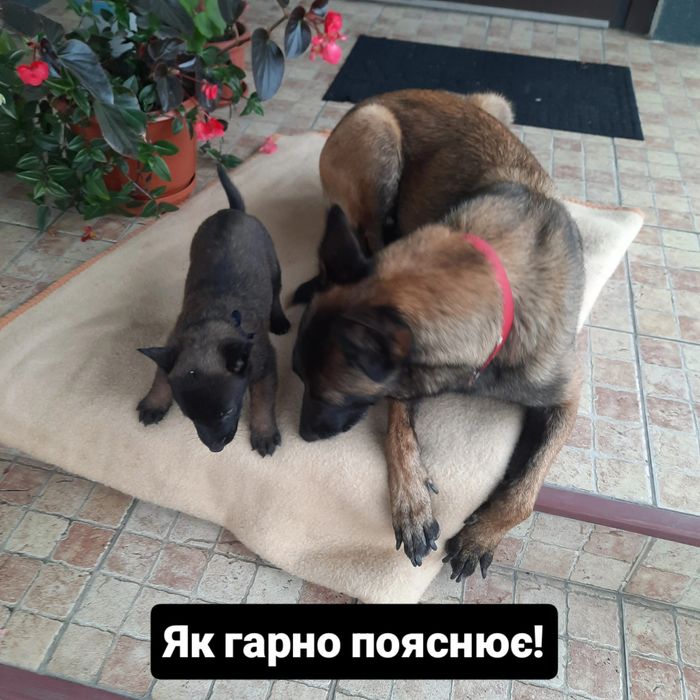 Бельгійська вівчарка