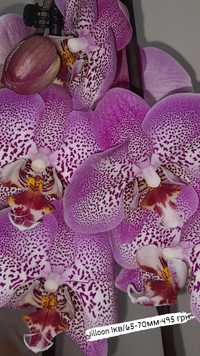 Орхідеї та кімнатні рослини опт та роздріб