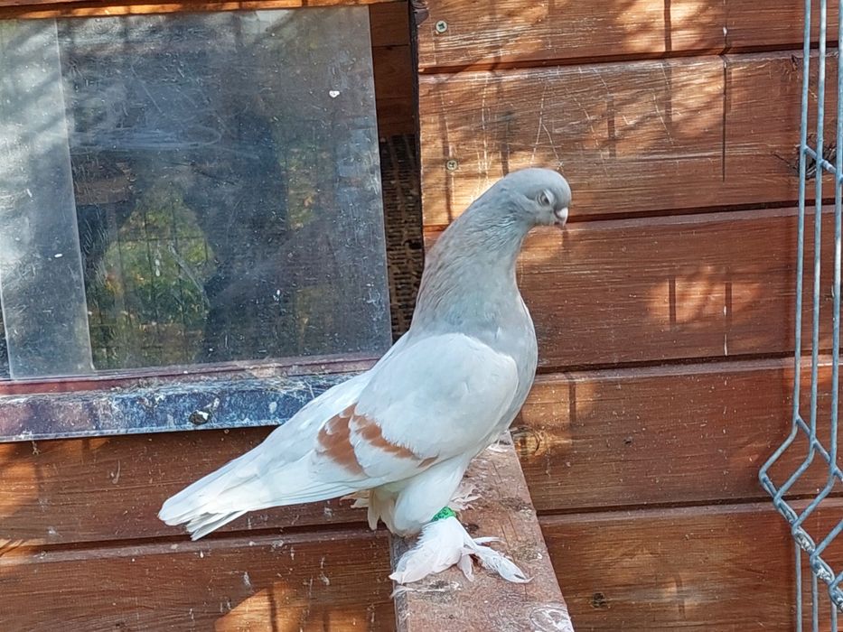 Blauwinder ,samiec 25r. Ładny gołąb. Pulsujący