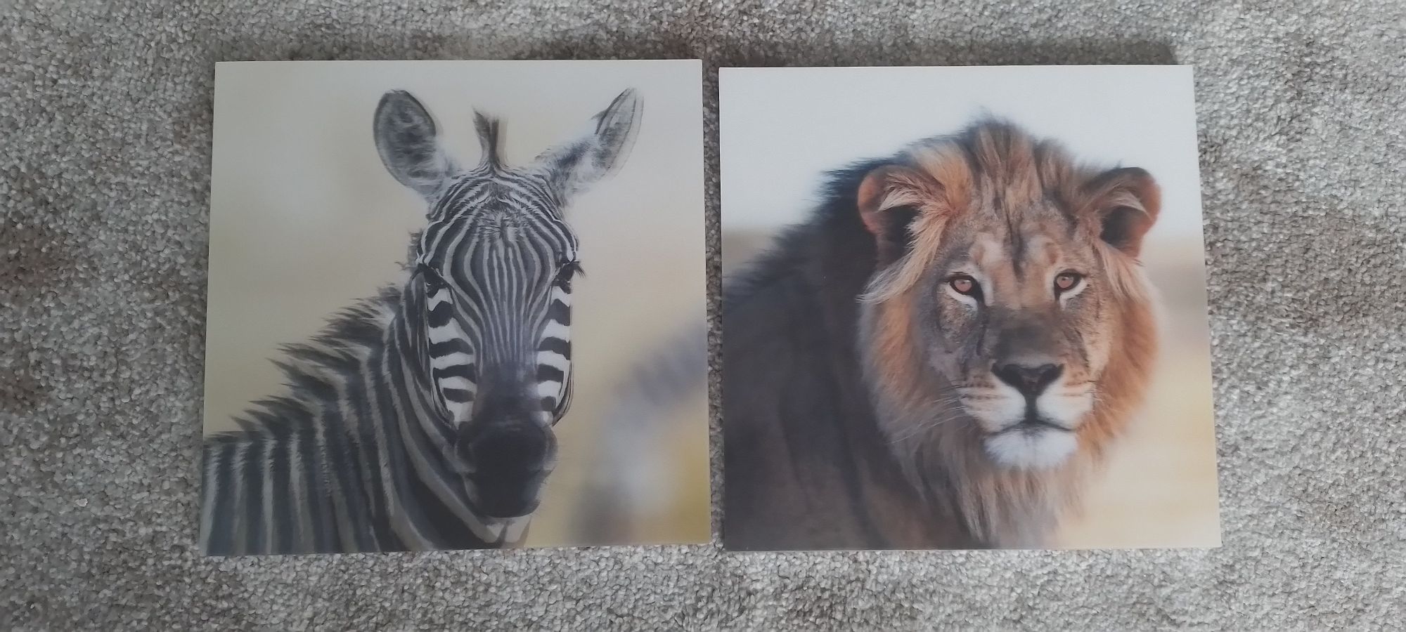 Obrazy obrazki trójwymiarowe 3D lew i zebra