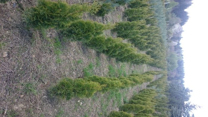 Thuja Szmaragd 55-70cm, od producenta