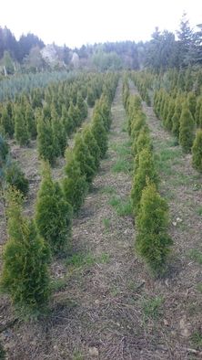 Thuja Szmaragd 55-70cm, od producenta