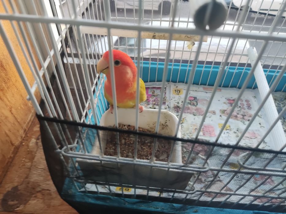 Agarponis com gaiola