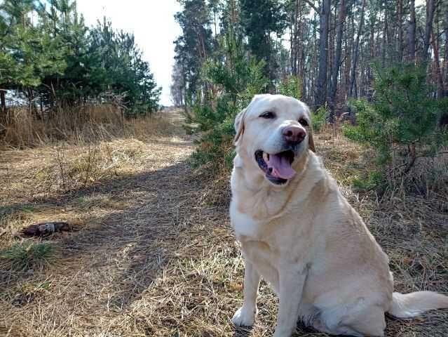 Zaginęła Labrador, suczka