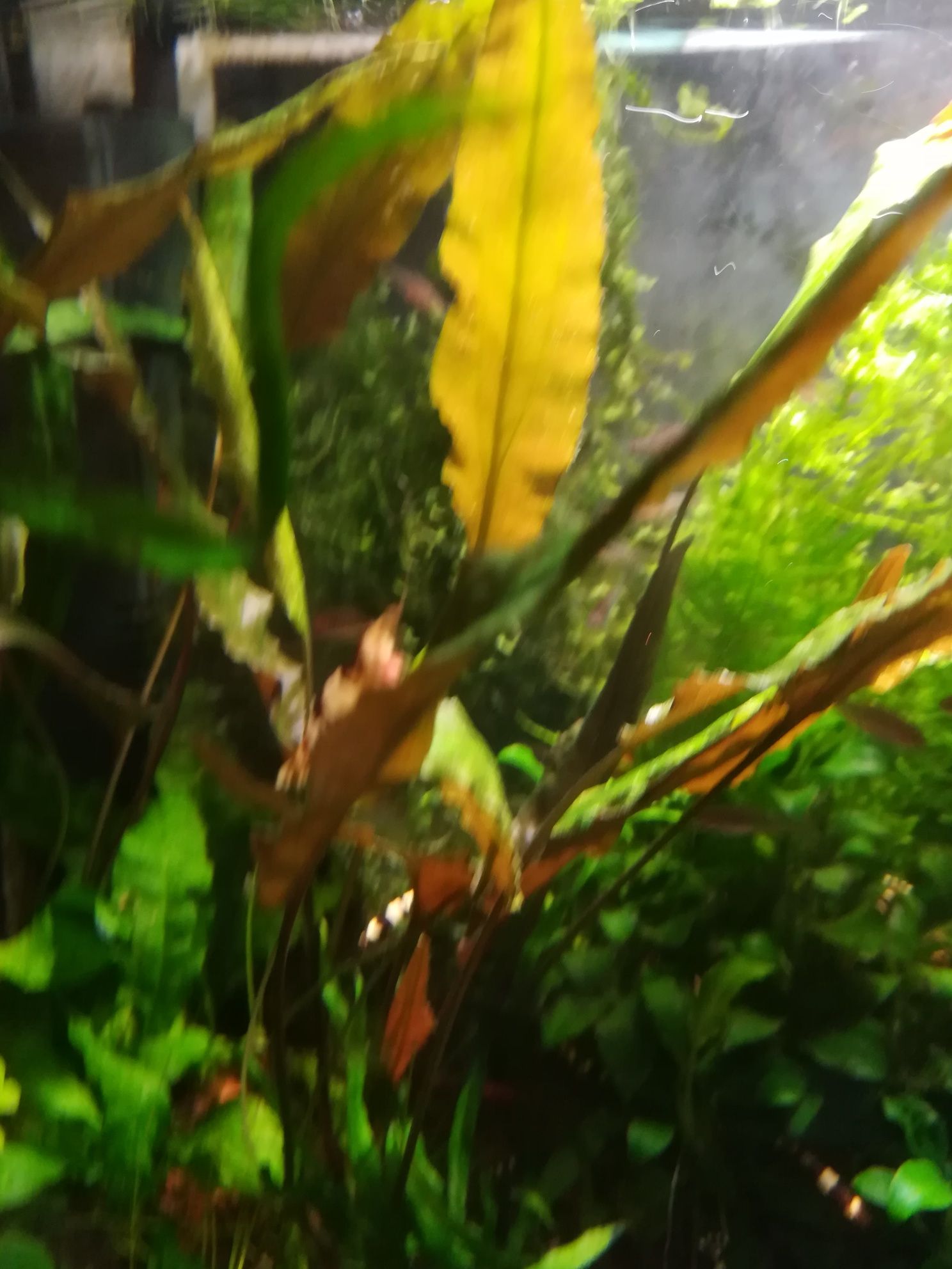 Cryptocoryne roślina akwariowa