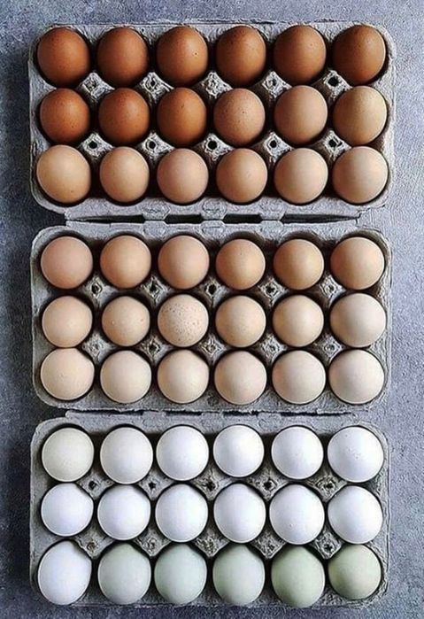 Леггорн,белые несушки ,яйца, Украина и импорт