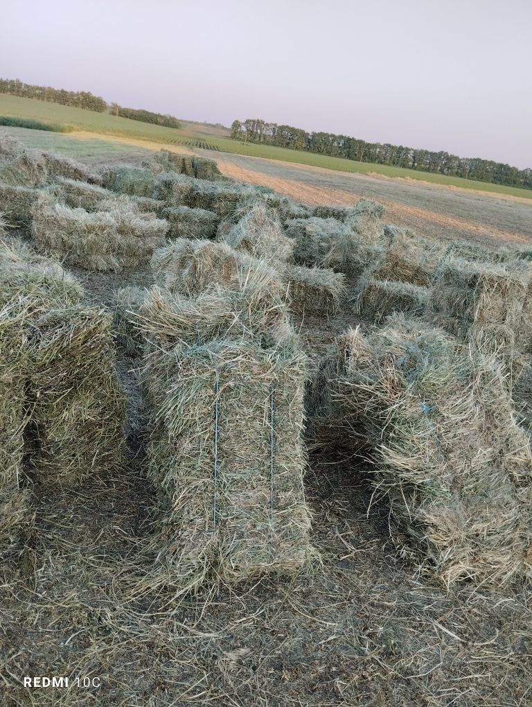 Продам сіно в тюках люцерна