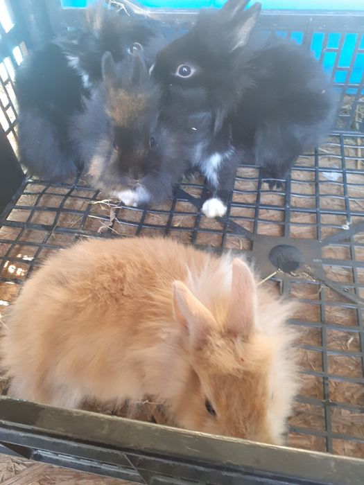 Króliki miniaturki i baranki