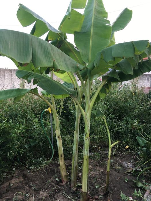 Planta Bananeira