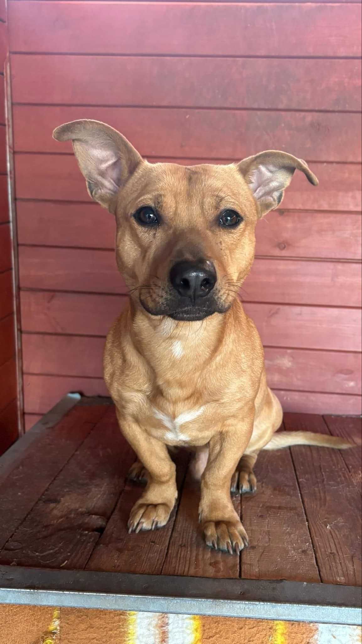 Paker do adopcji pies Kalisz Wroclaw Poznan Lodz