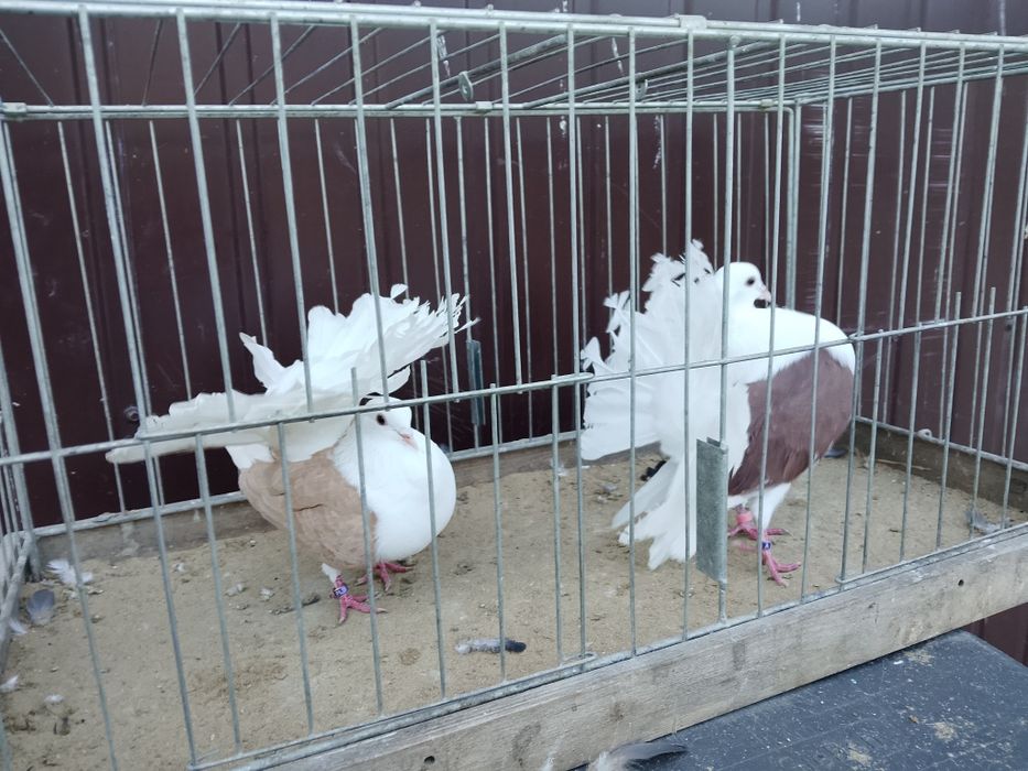 Pawiki tarczowe para