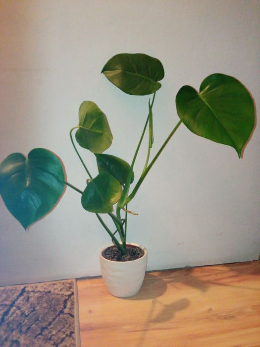 monstera dziurawa 60 cm