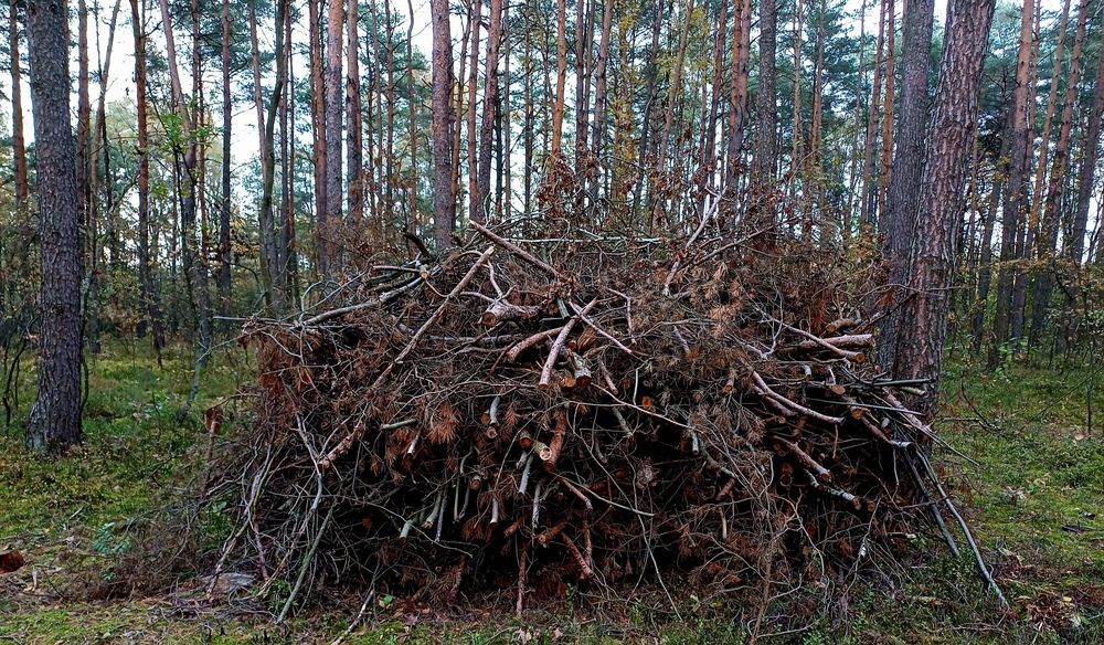 Chrust sosna i liściaste