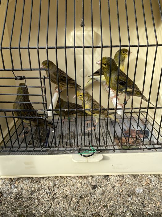 Canarios agata mosaico vermelho/ timbrados espanhol