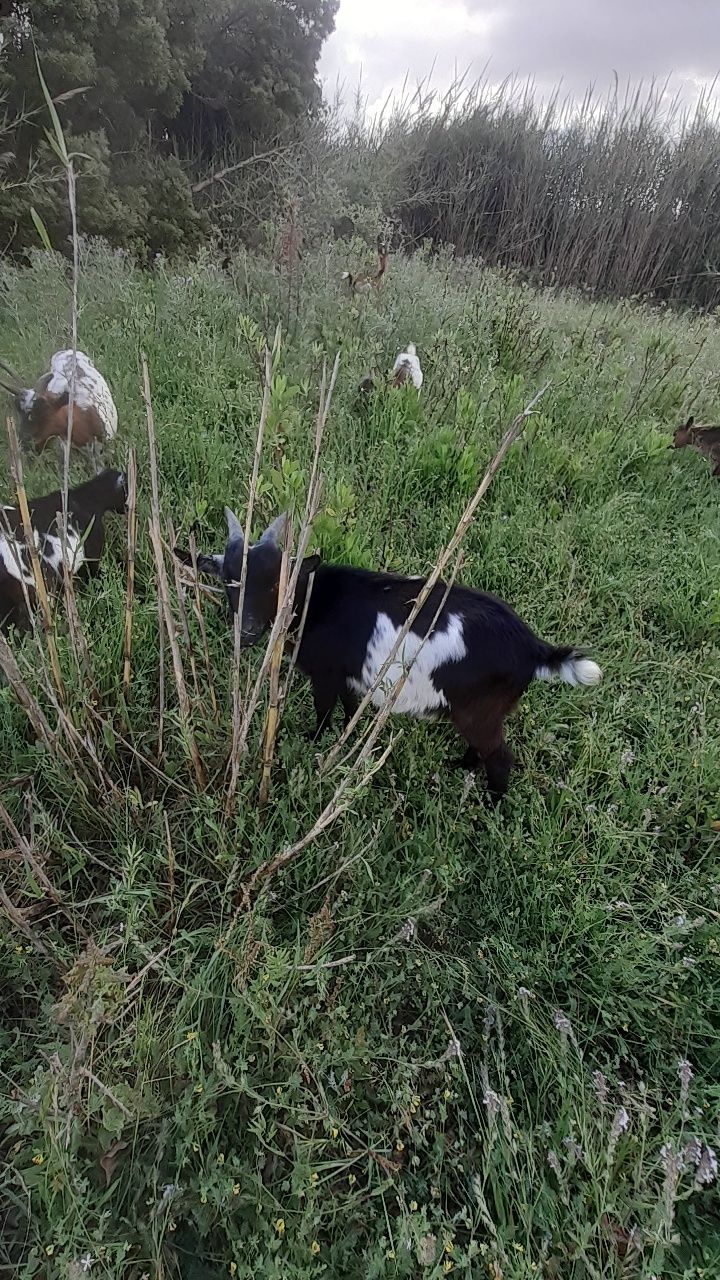 Macho anão com 6 meses