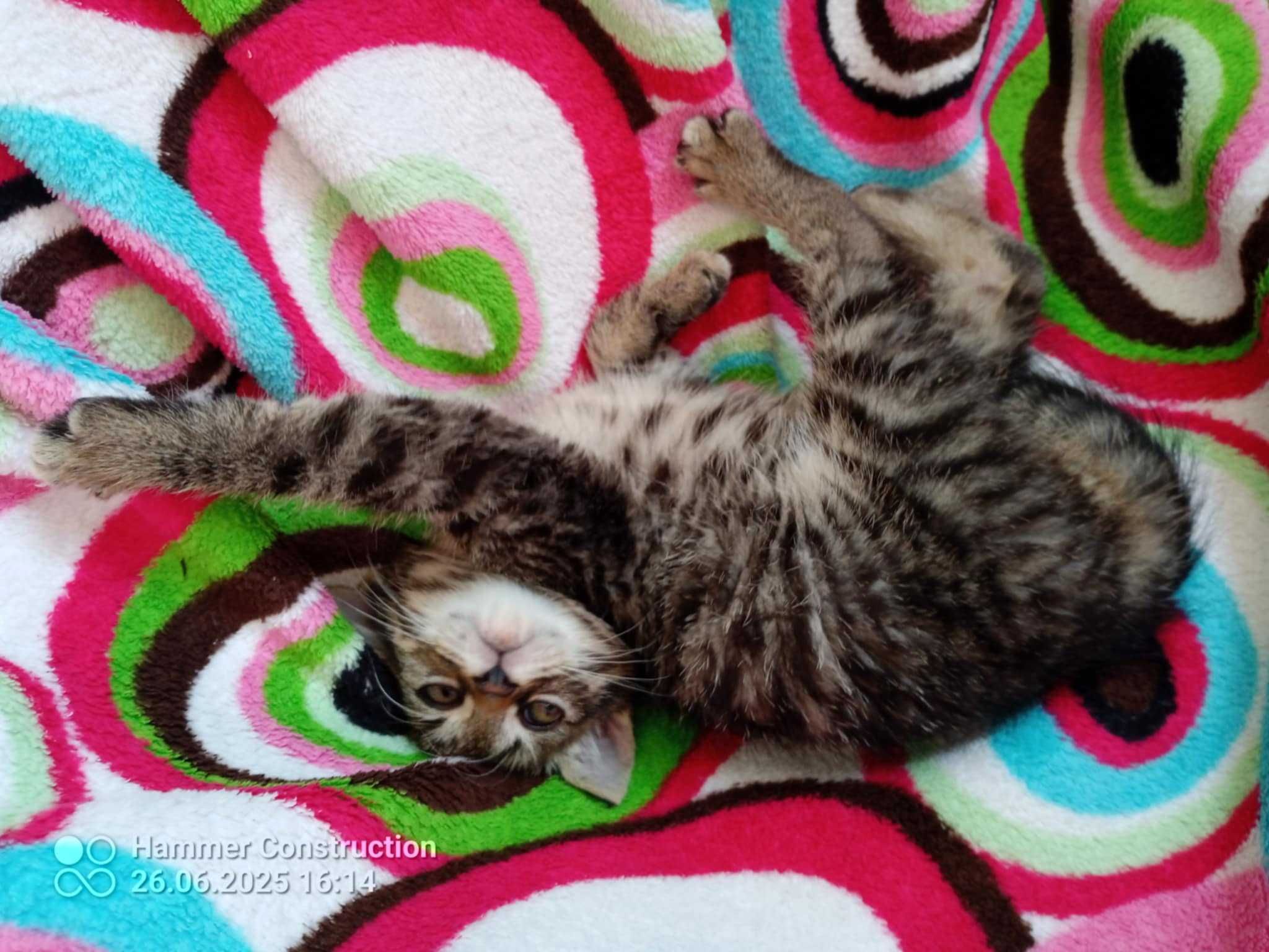 cudne pregowane i inne maluchy do adopcji
