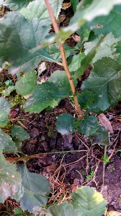 Саджанці глоду лікарського