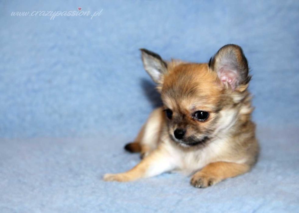 MOSCHINO Crazy Passion FCI - maleńki długowłosy chihuahua