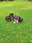 Yorkshire terrier Carrier