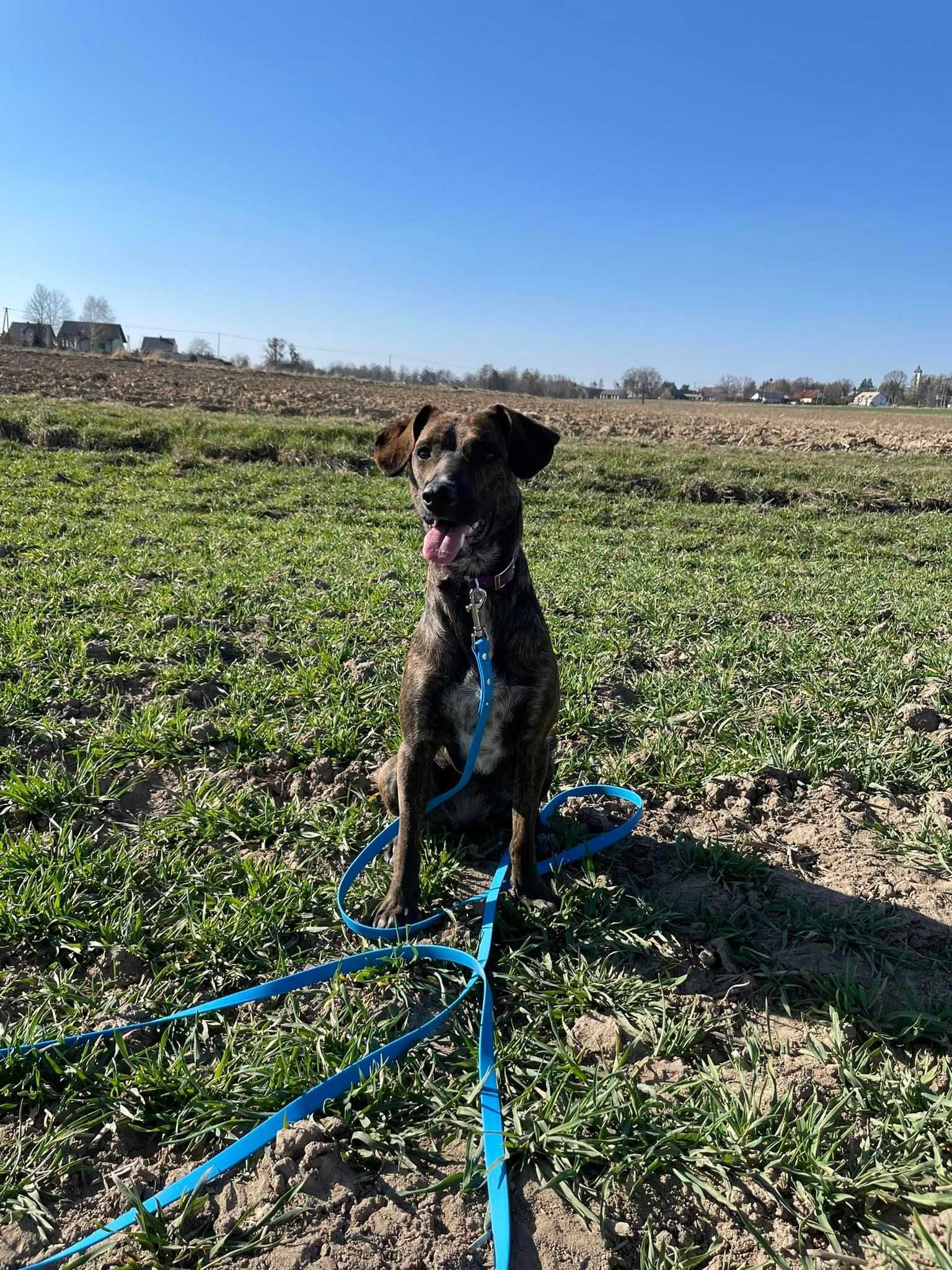 Smycz linka lonża wodoodporna miękka dla psa Shelbypets 2M 1.6CM