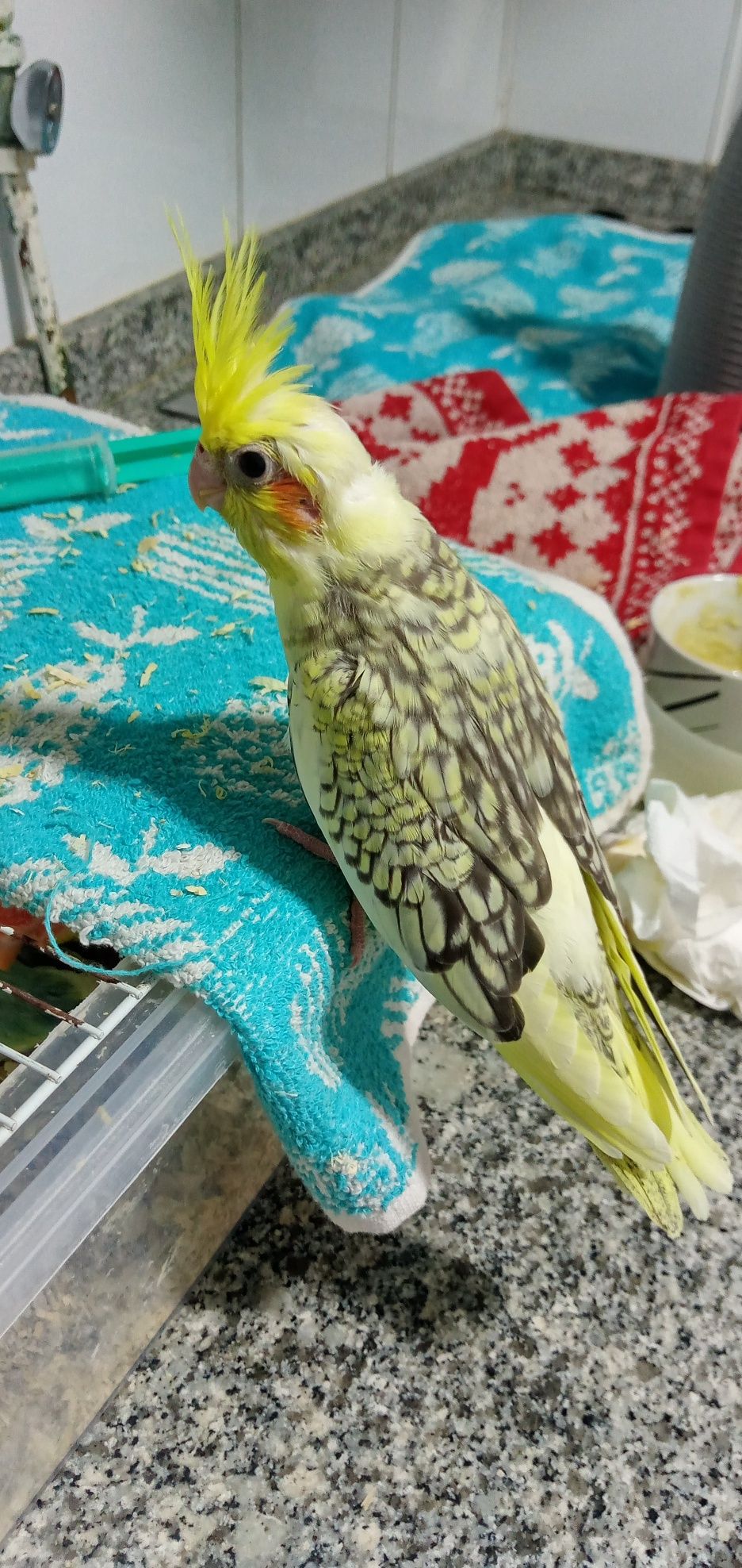 Cedem se agapornis e caturras