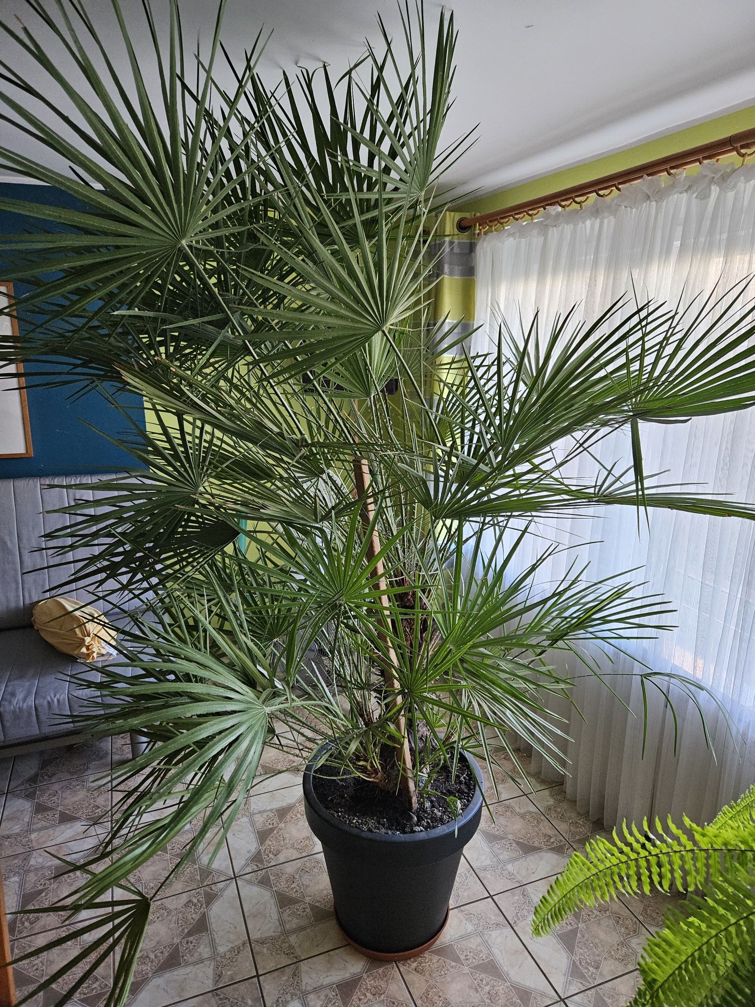 Palma mrozoodporna 220 cm