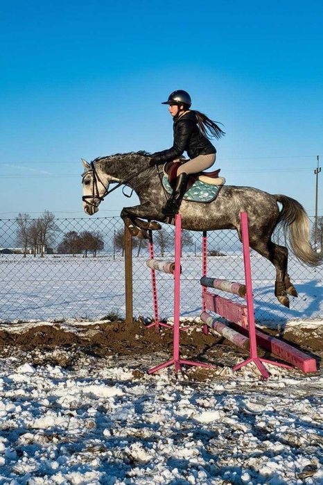 Kuc walijski 138cm, 6 lat do sportu/rekreacji