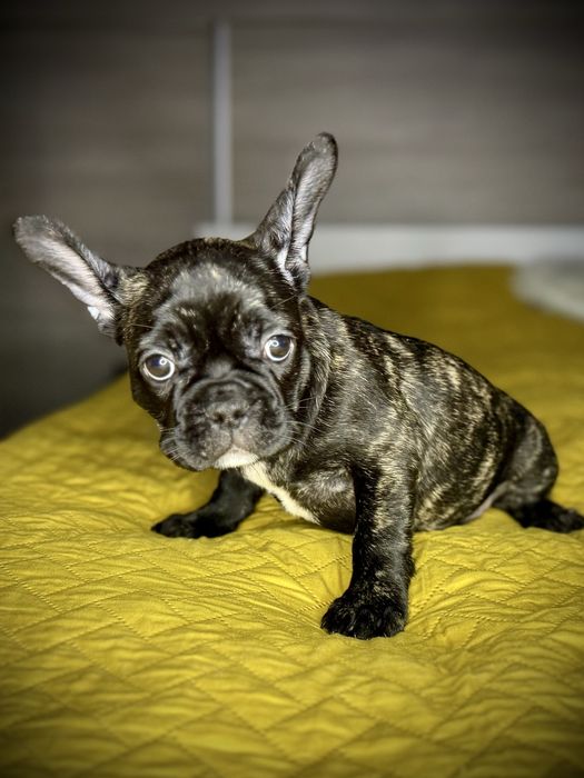 Buldog Francuski