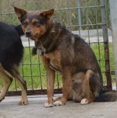 Dwóch braci całe życie w schronisku DAJ IM DOM