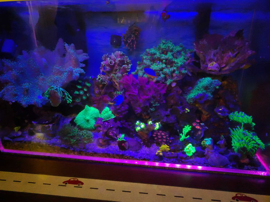 Akwarium morskie z koralowcami i uruchomieniem prezent pod choinkę