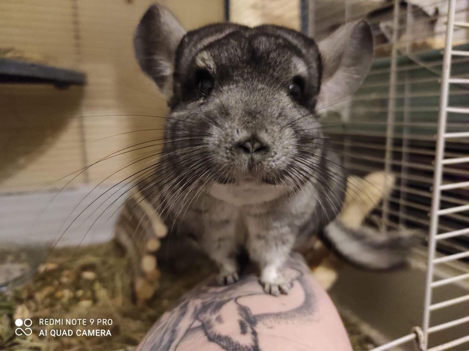 Szynszyla, szynszyle. Nie kupuj, adoptuj