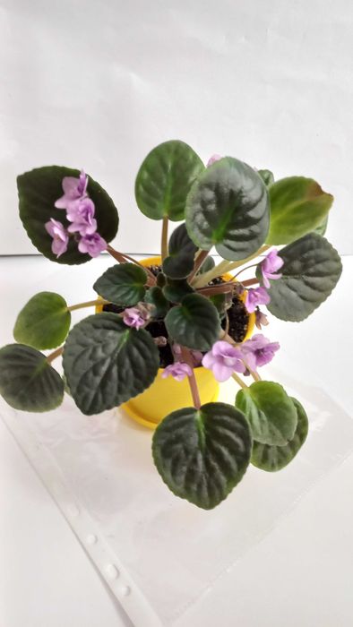 Кімнатна квітка фіалка