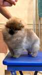 Pomeranian z Hodowli FCI