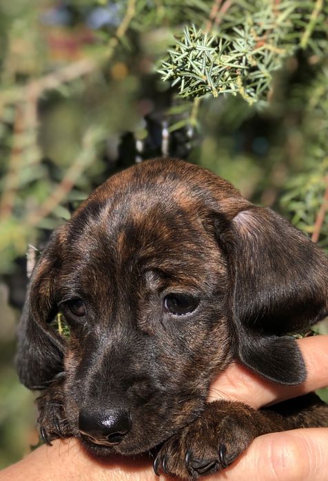 Тигрове цуценя мініатюрної такси з документами клуба