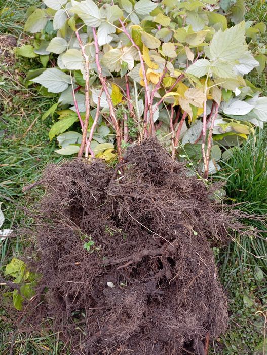 Саджанці ремонтантної малини