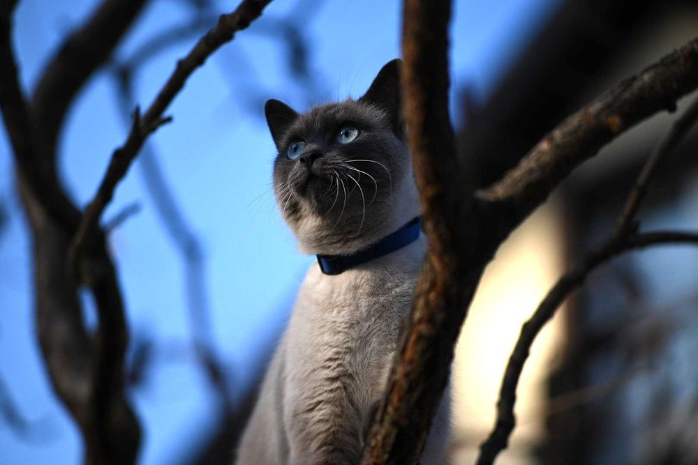 NIKKOR 105/2,5 Ai чудовий мануальний портретник від Nikon