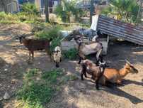 Cabras Machos Não Castradas. Bom para Reprodução