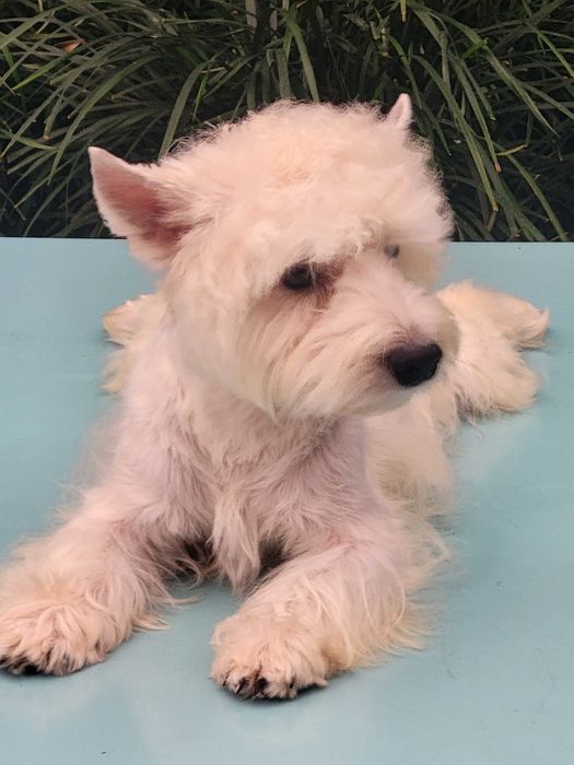 Якщо ви мрієте о цуценяті Вест Хайленд Уайт Тер'єрі