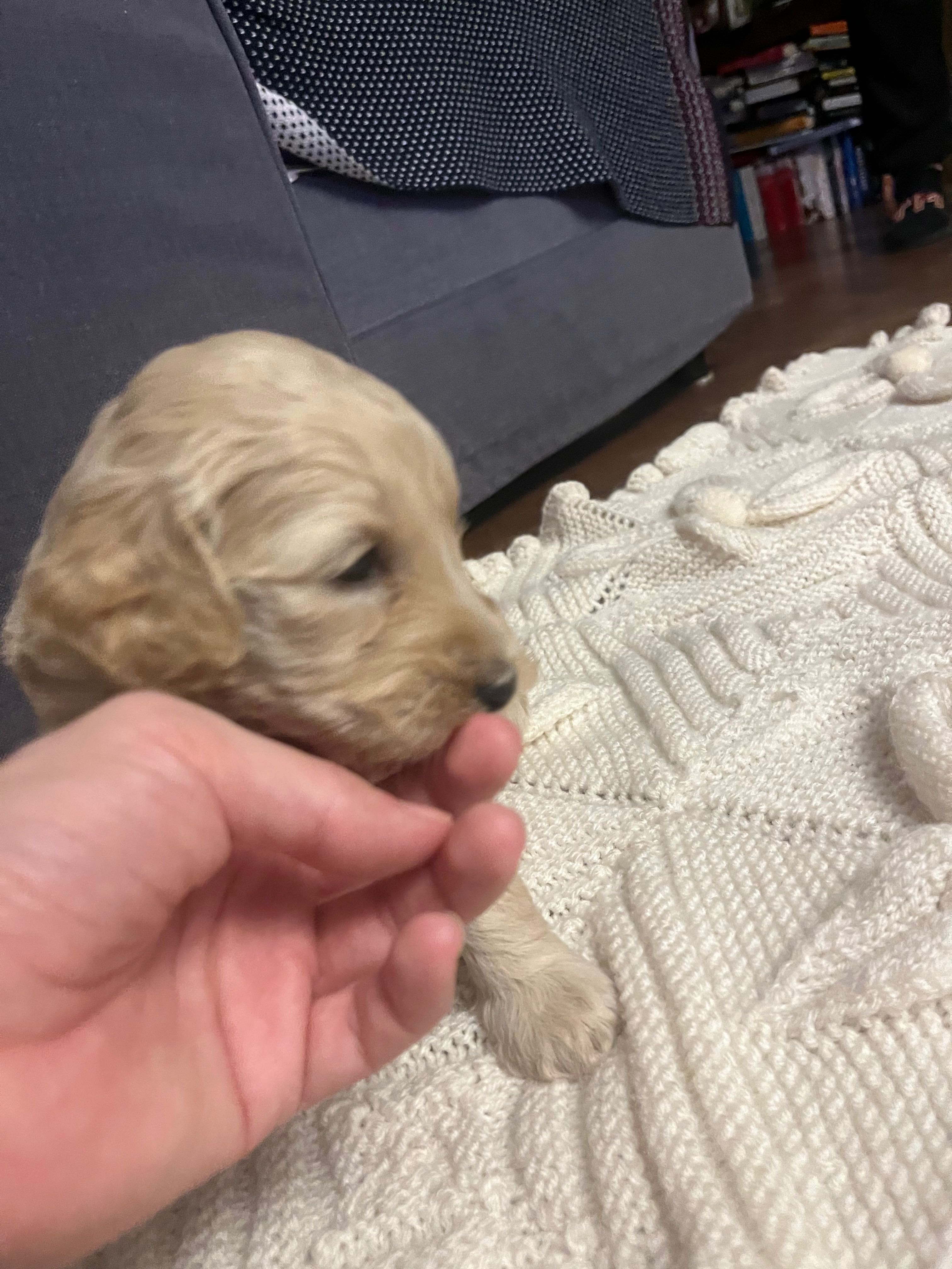 Labradoodle szczenięta