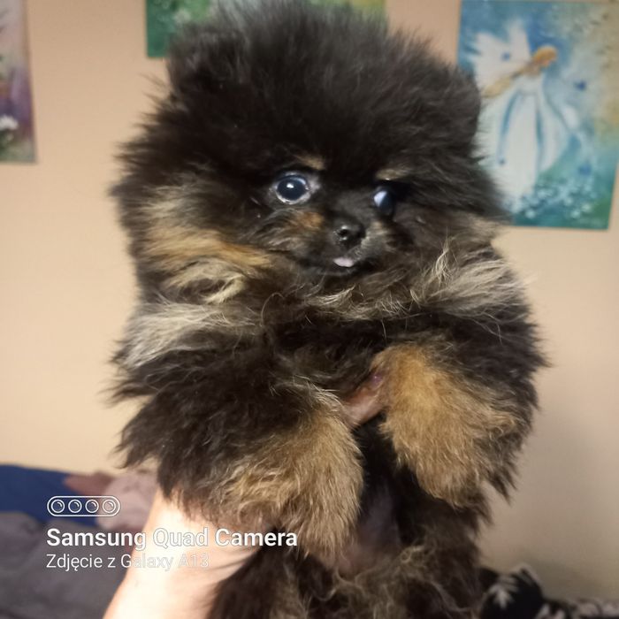 Mini szpic miniaturowy pomeranian