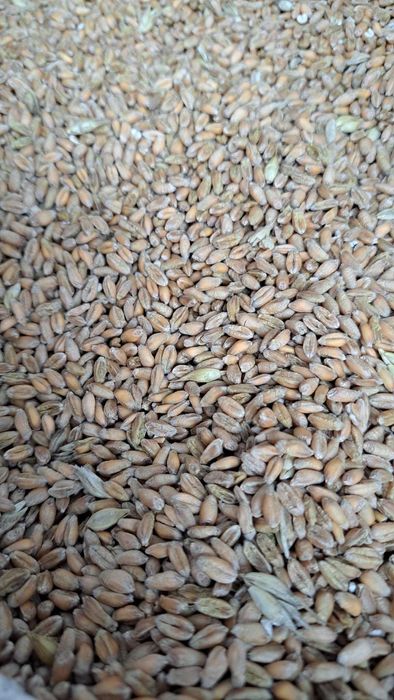 Nasiona, śruta, karma naturalna dla drobiu