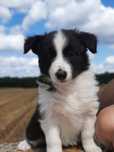 Border collie,  suczka