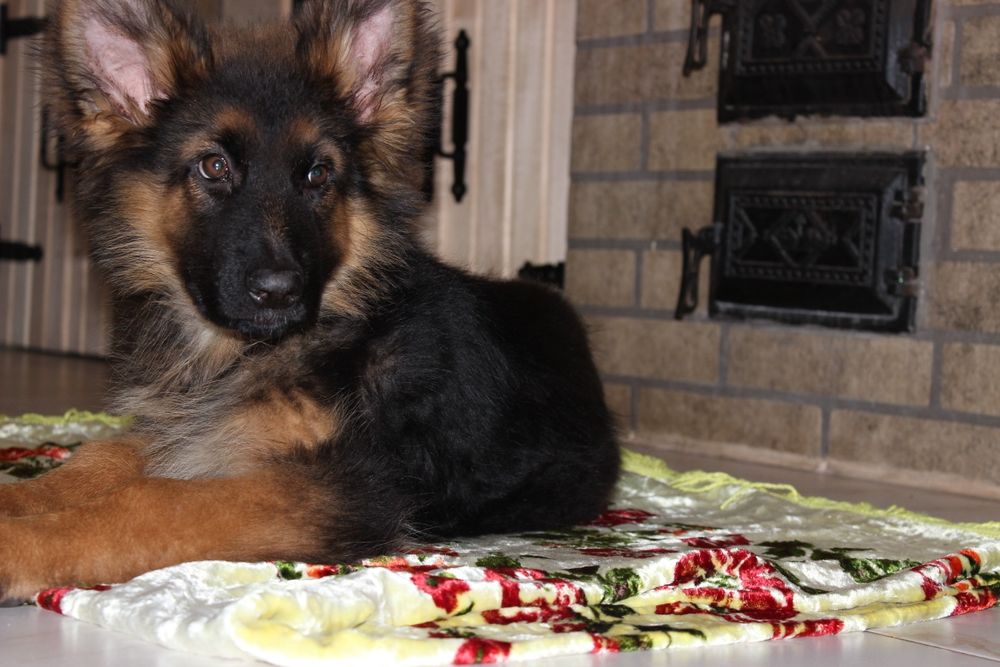 Німецька довгошерста вівчарка КСУ