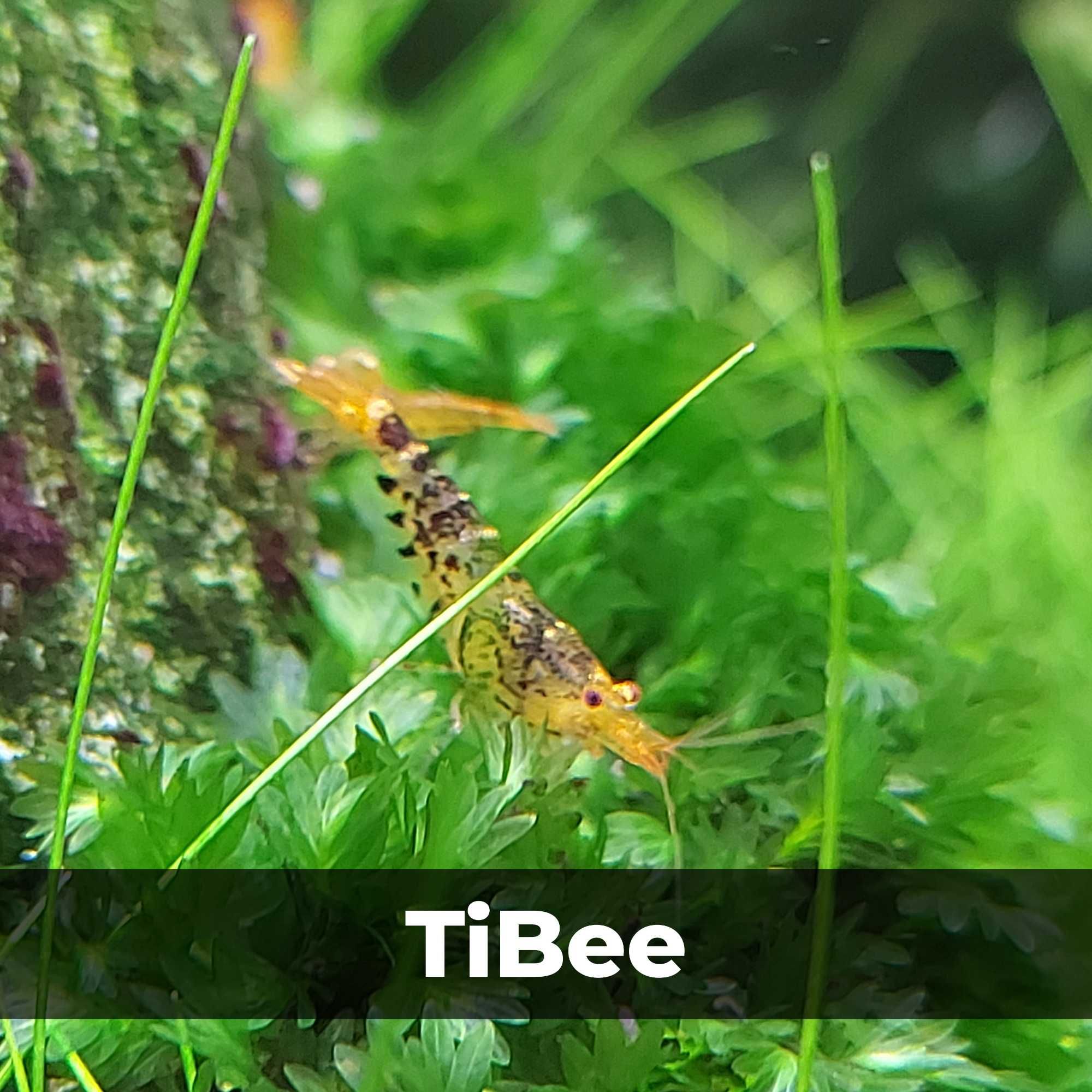 Аквариумные креветки Caridina TiBee