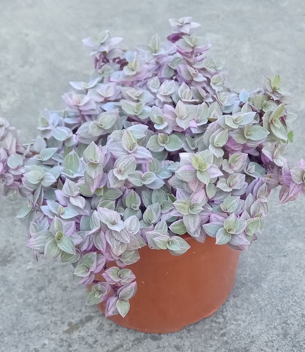 Традесканція,колізія,бальзамін