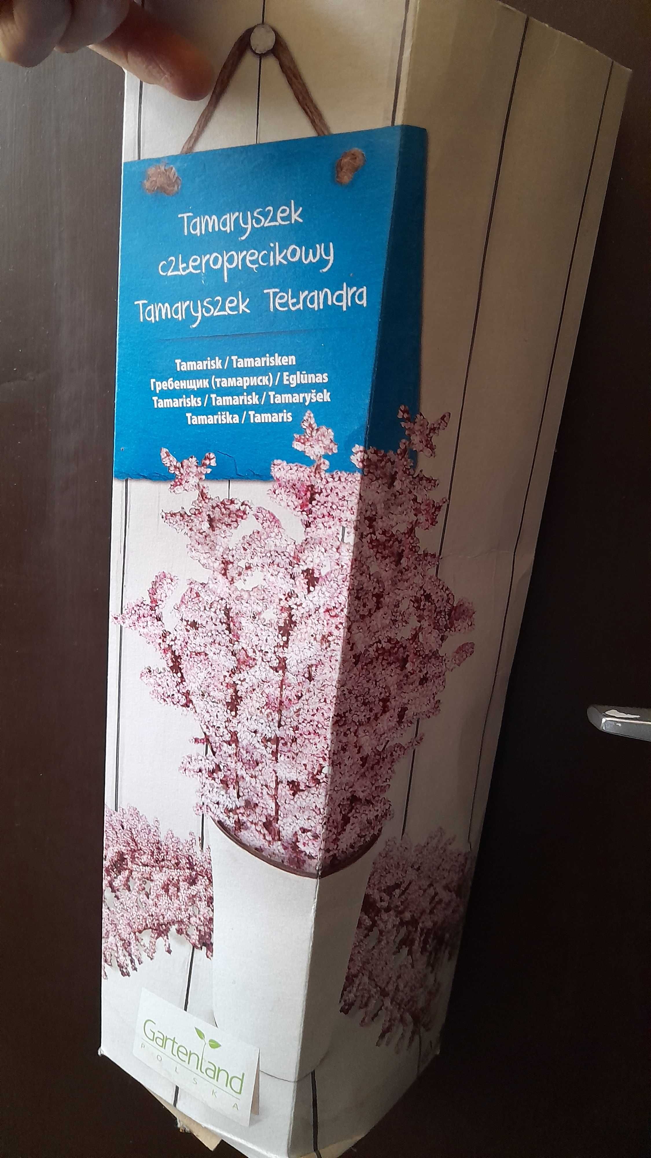 Tamaryszek krzew sadzonka do ogrodu Nowa
