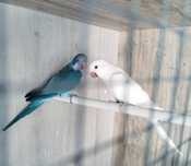 Casal para ceder