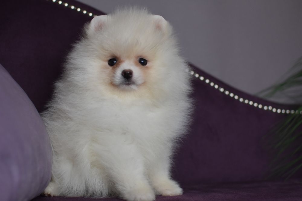 Дві Сестрички померанчики