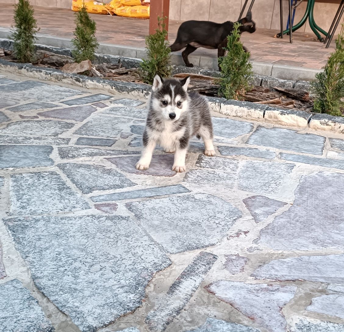 Сибірський хаскі