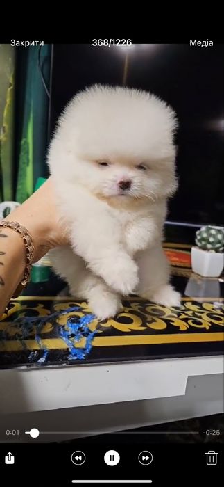 Білосніжний хлопчик шпіц